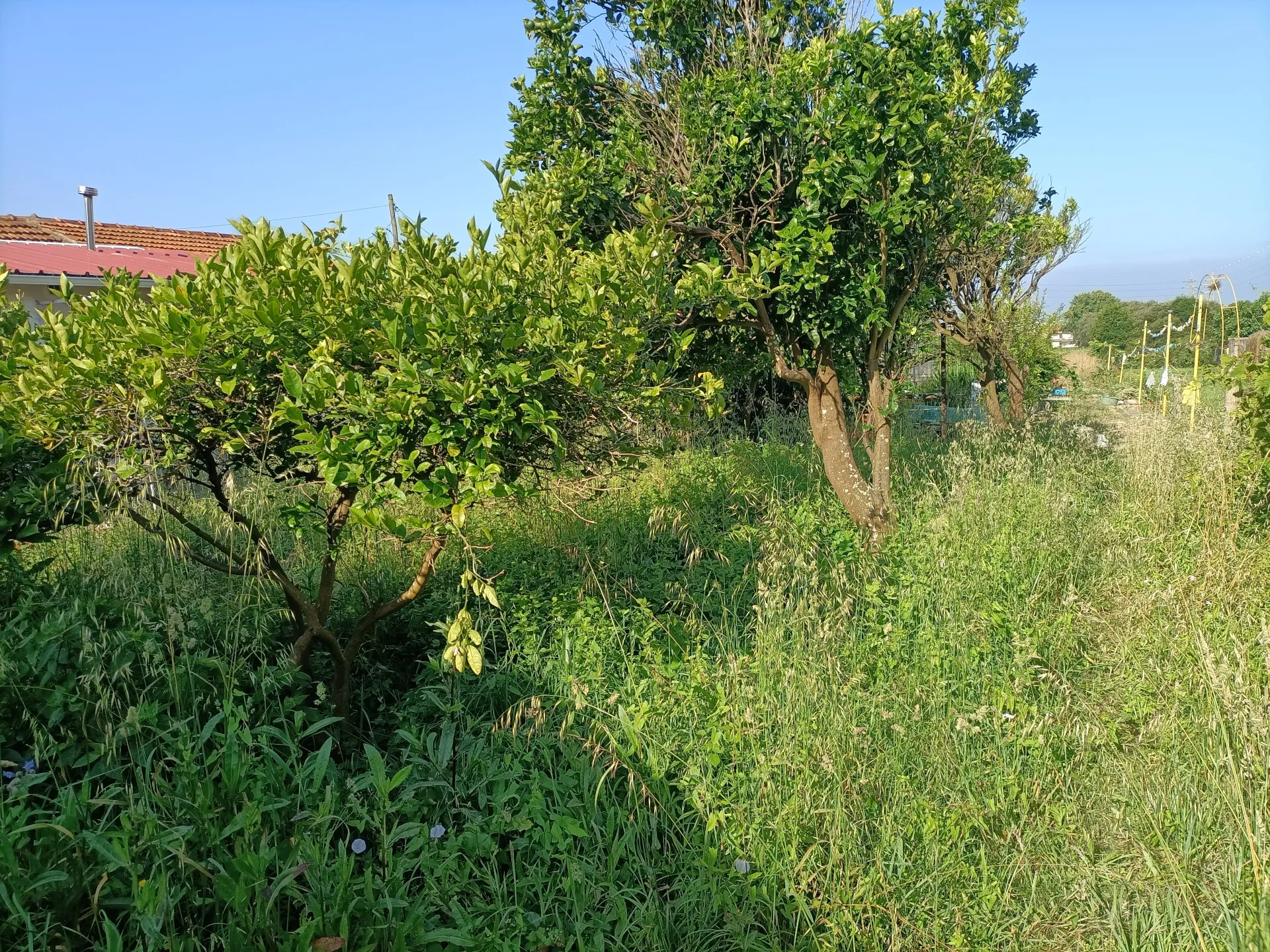 Mi jardín es una pequeña selva